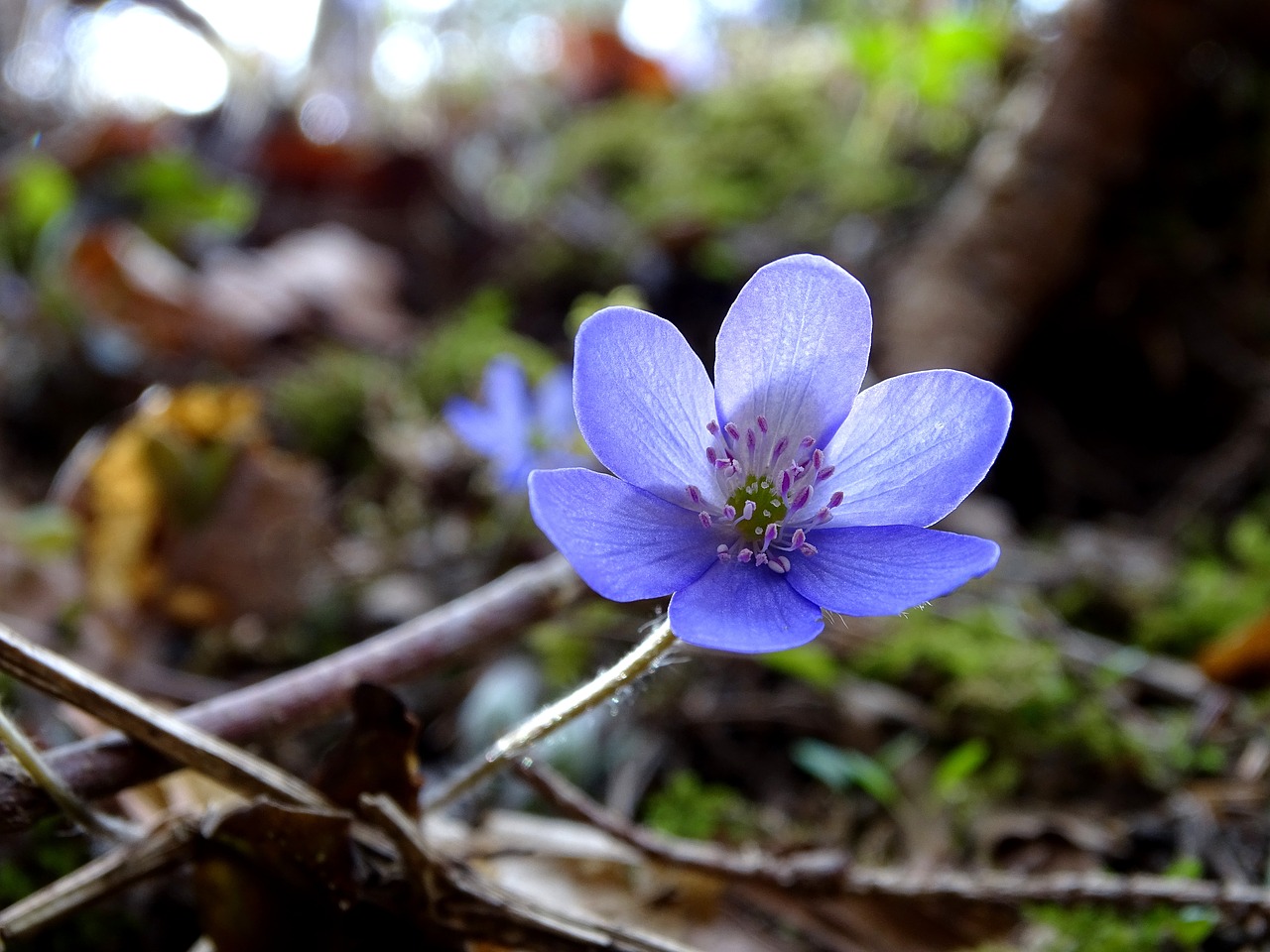 nature plant leaf free photo