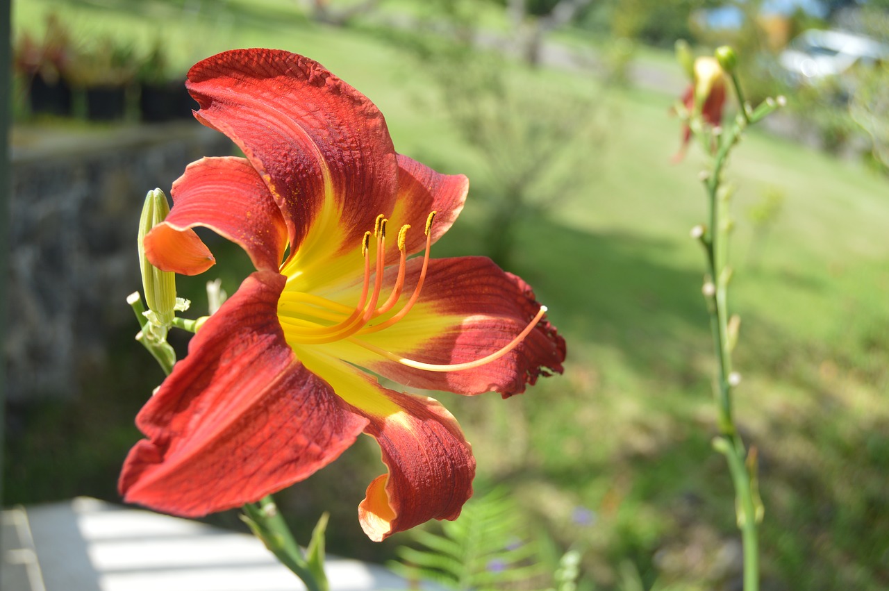 nature flower flora free photo