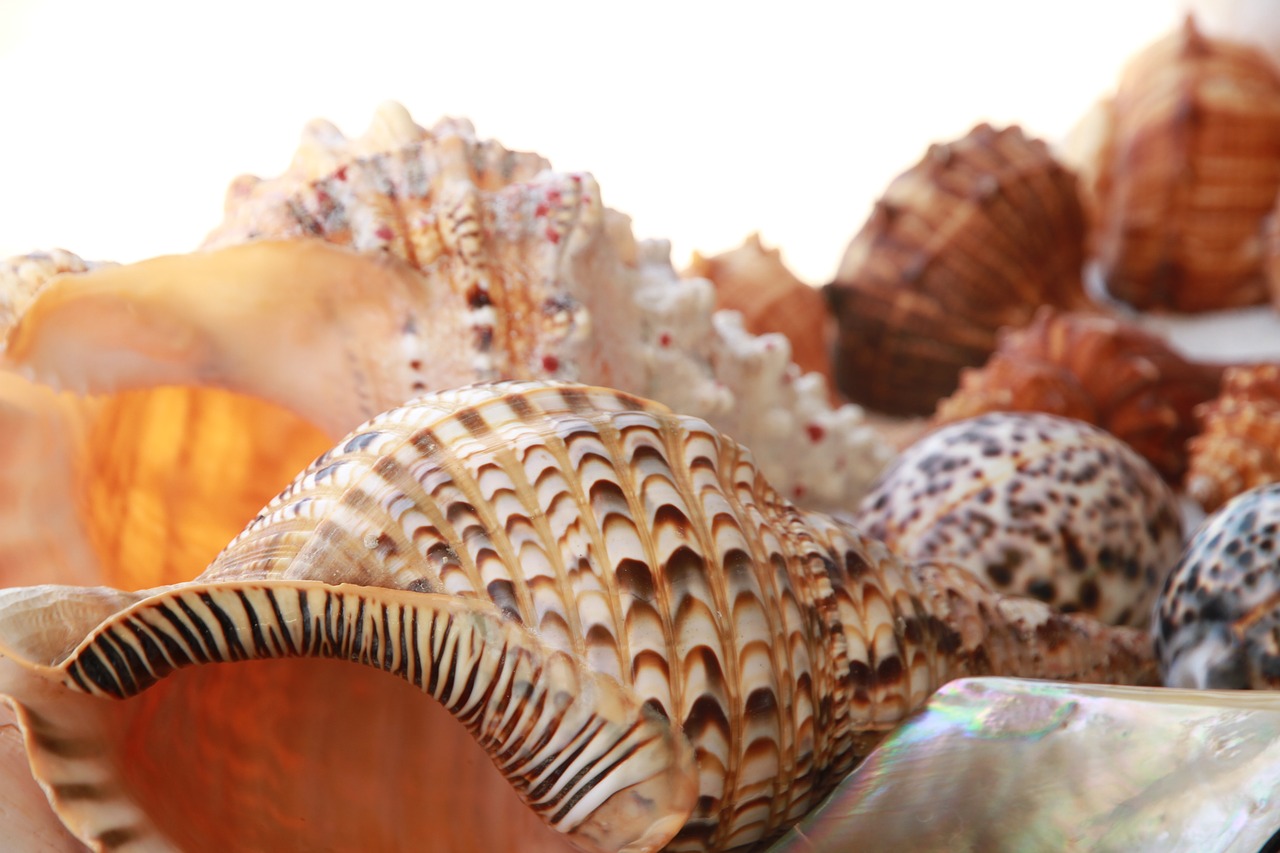 Nature,food,shell,sea,seashell - free image from needpix.com