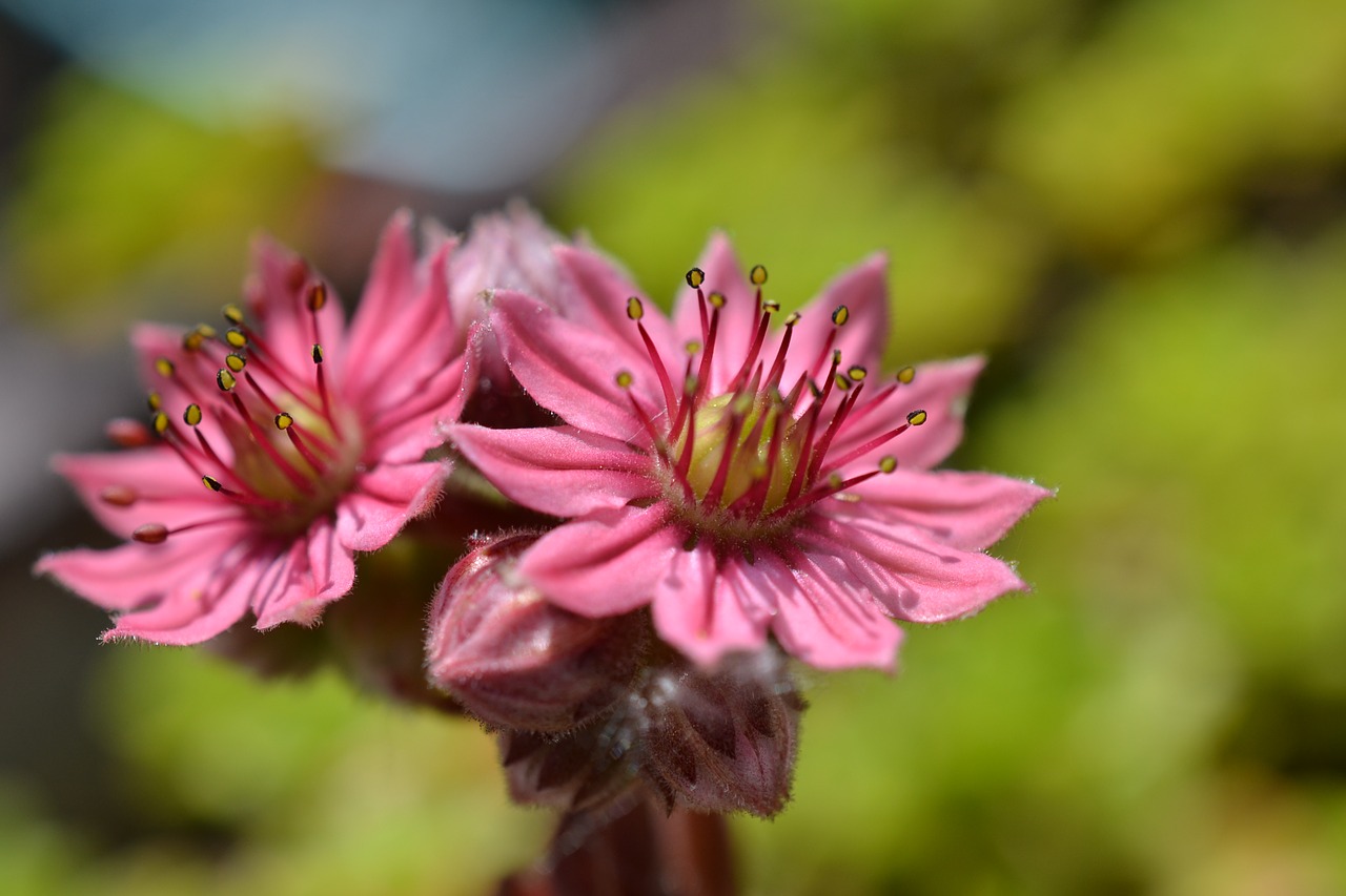 nature flower plant free photo