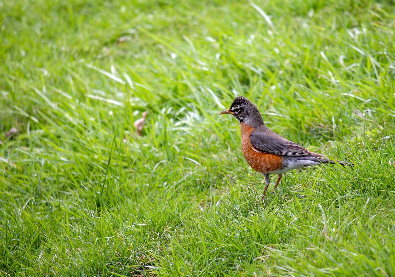 nature grass bird free photo