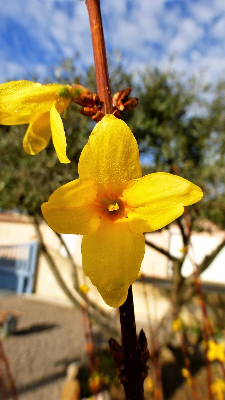 nature flower plant free photo