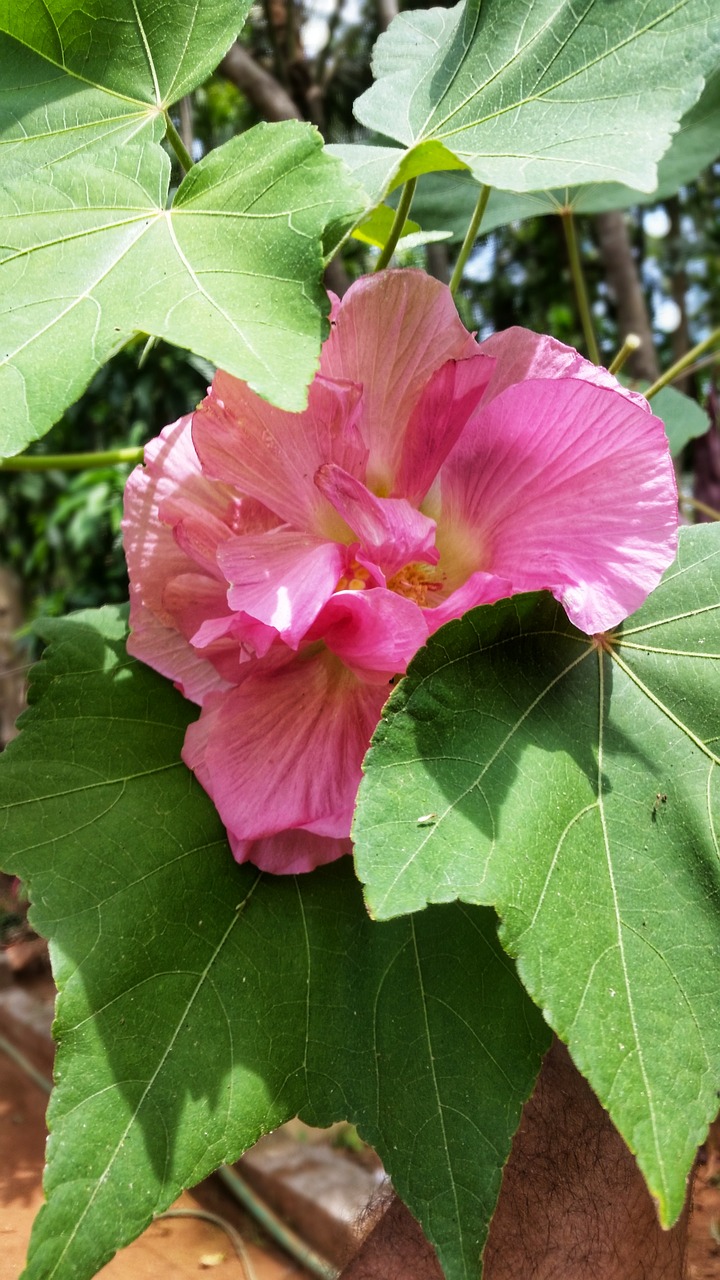 nature flora leaf free photo