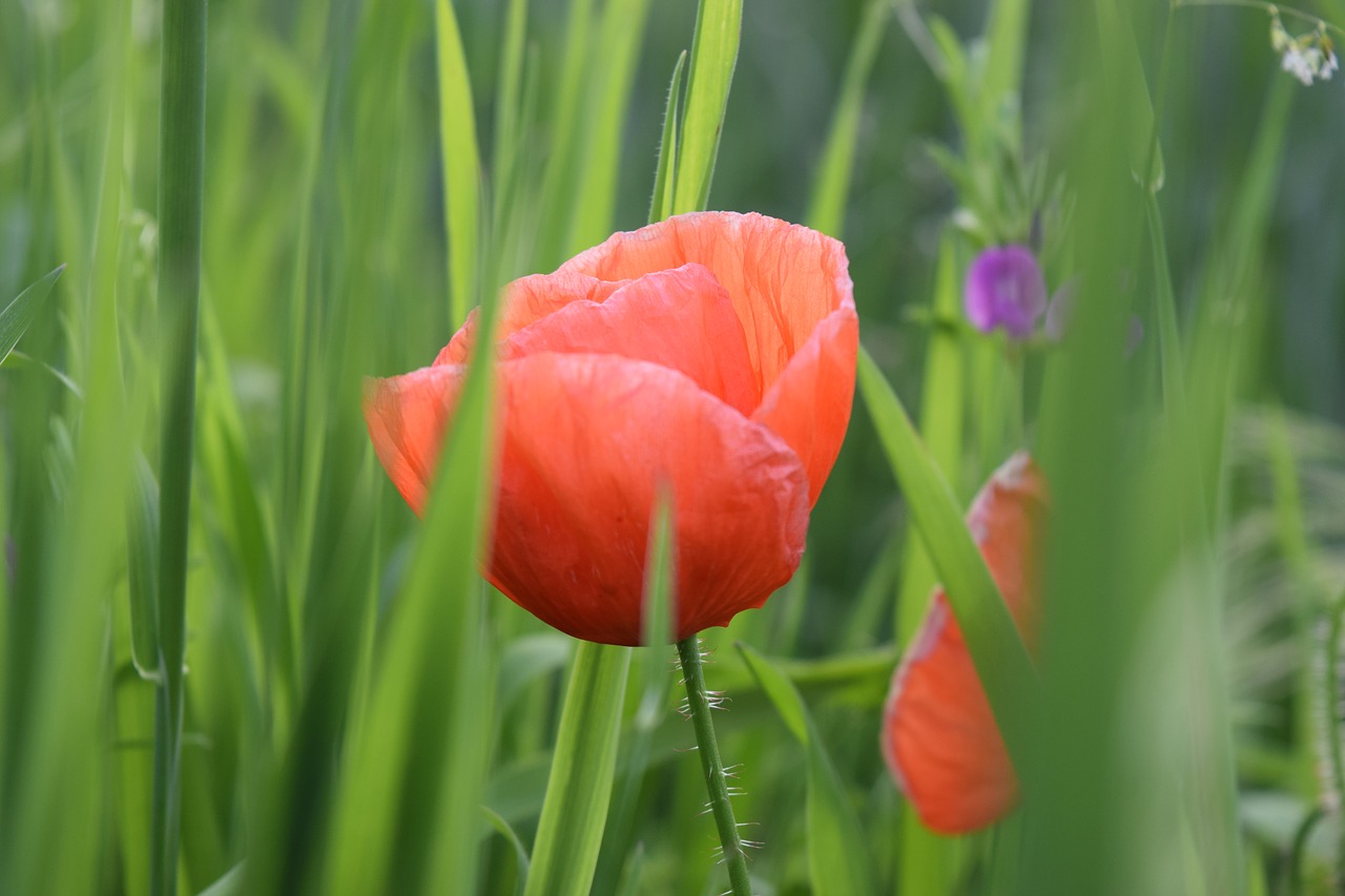 nature flower plant free photo