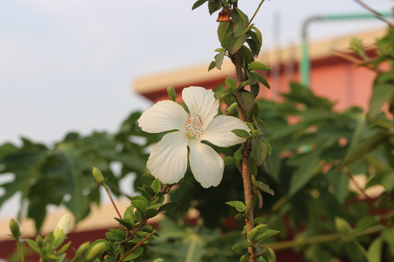 nature flora flower free photo