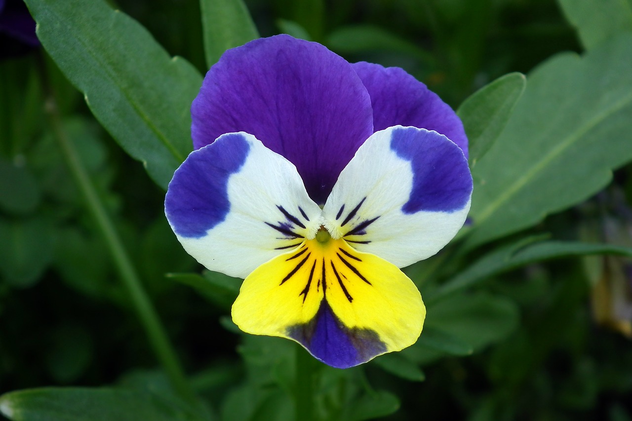 nature flower pansy free photo