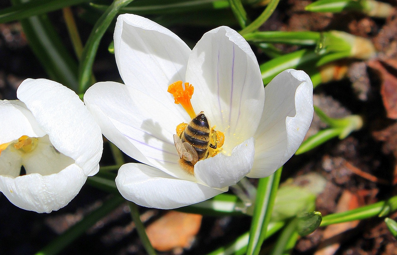 nature flower plant free photo