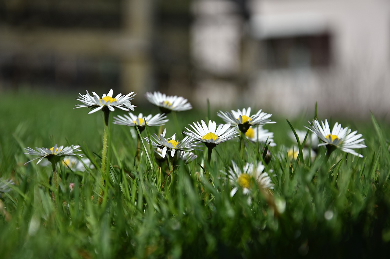 nature flower grass free photo