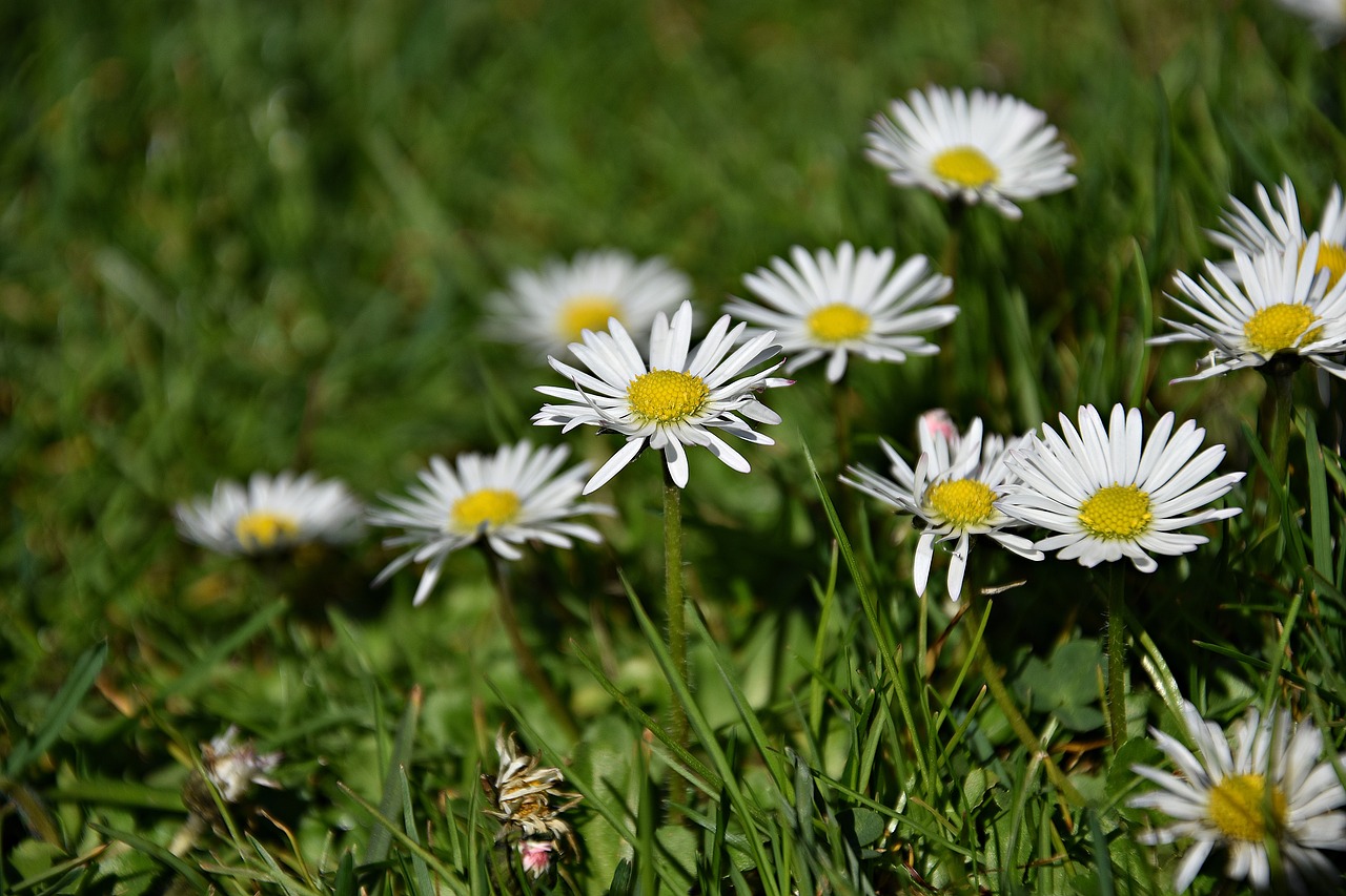 nature grass plant free photo