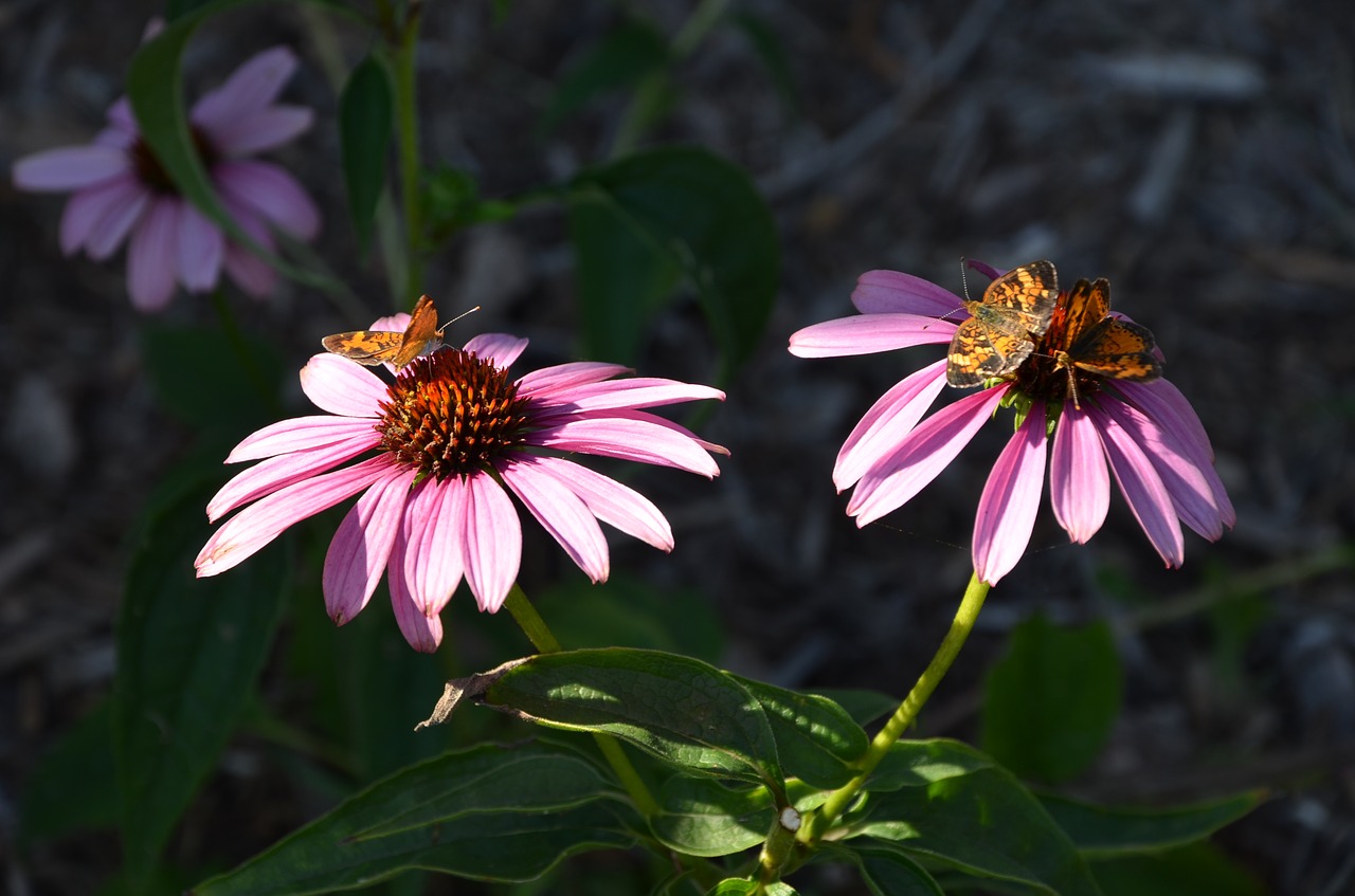 nature flower flora free photo