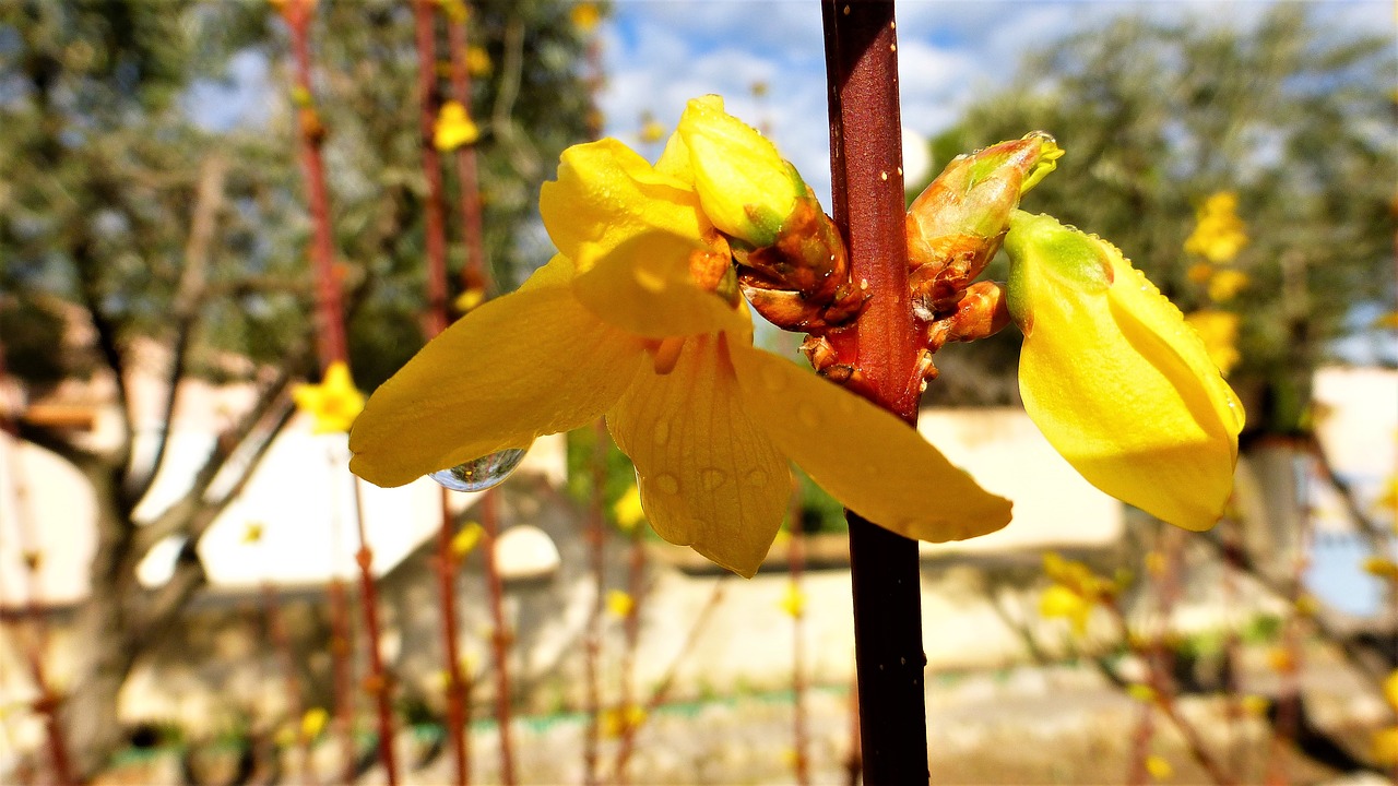 nature flower outdoor free photo