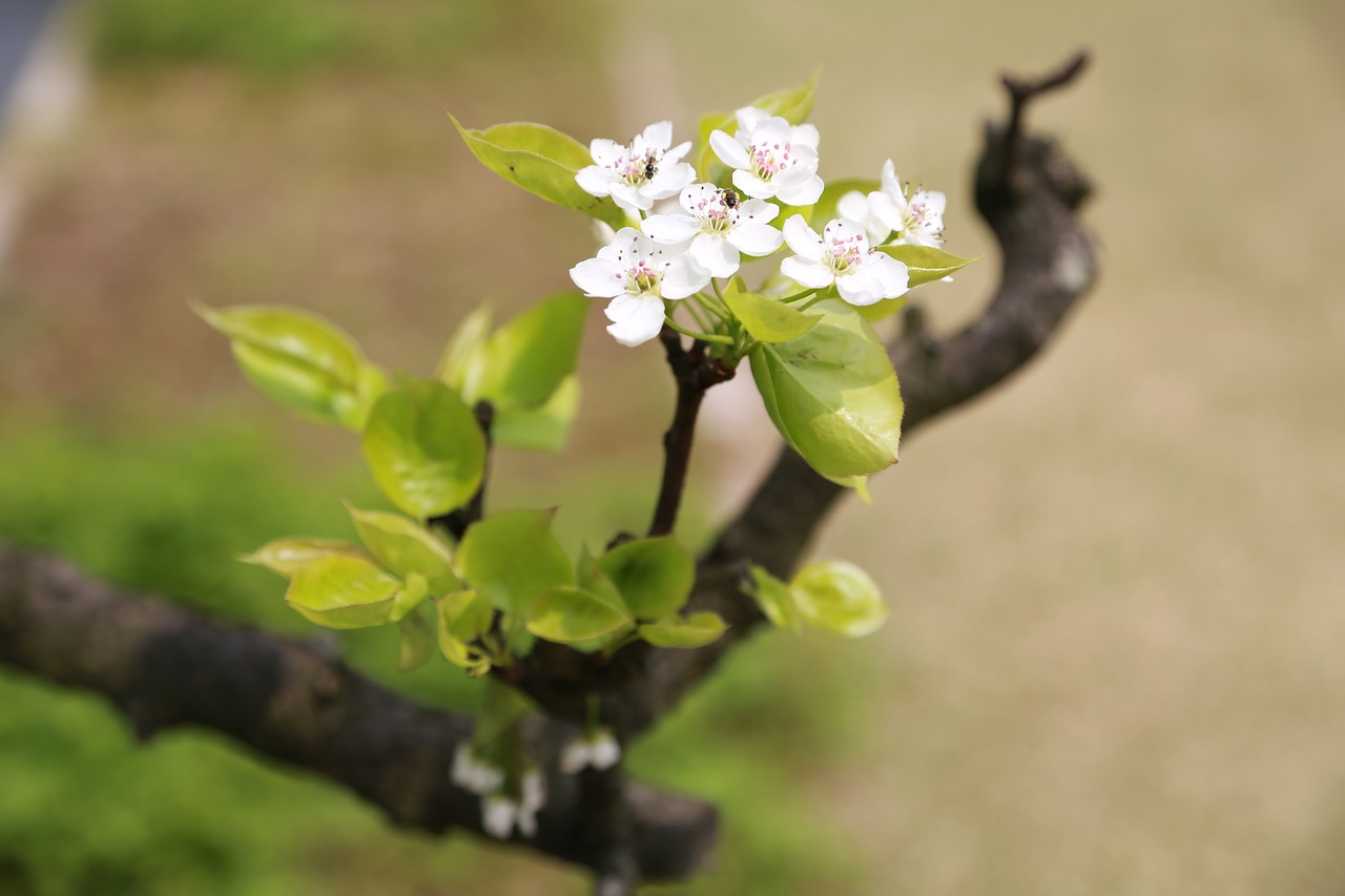 nature leaf plum free photo