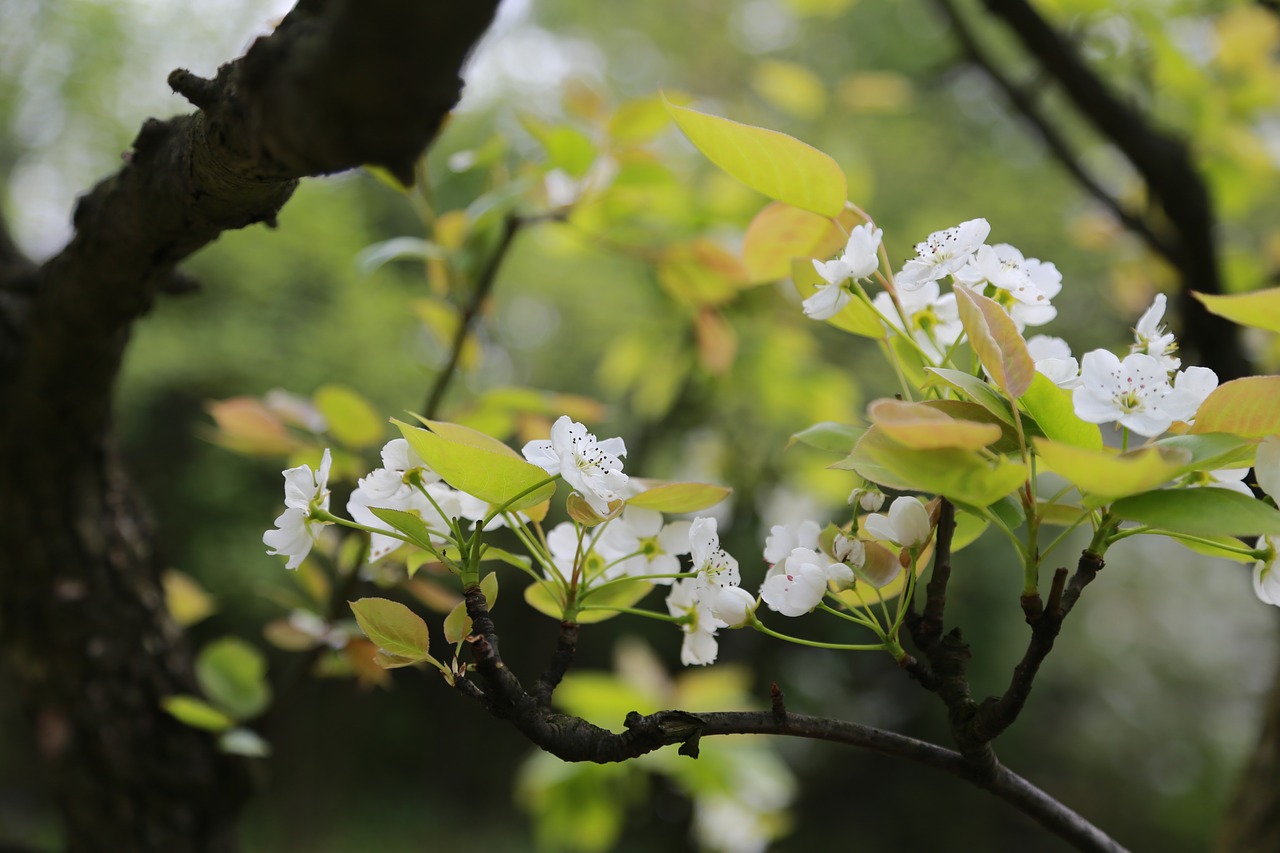 nature leaf plum free photo