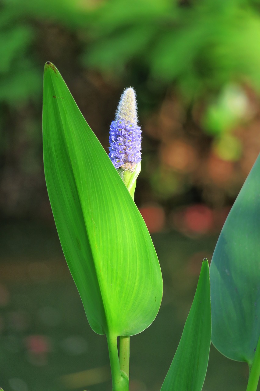 nature plant leaf free photo