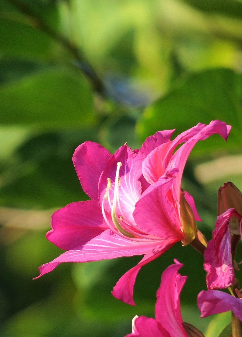 nature flower plant free photo