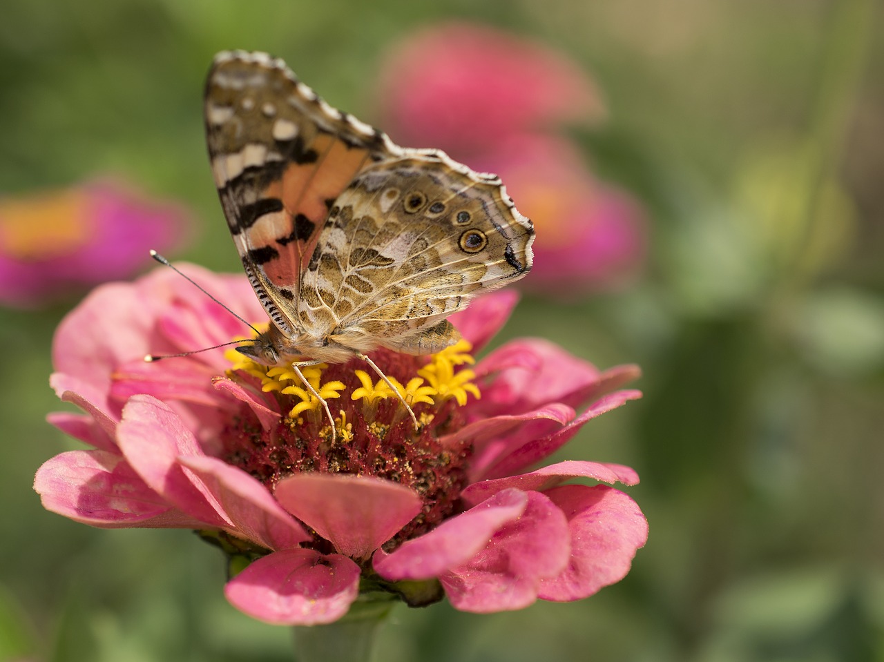 nature butterfly flower free photo