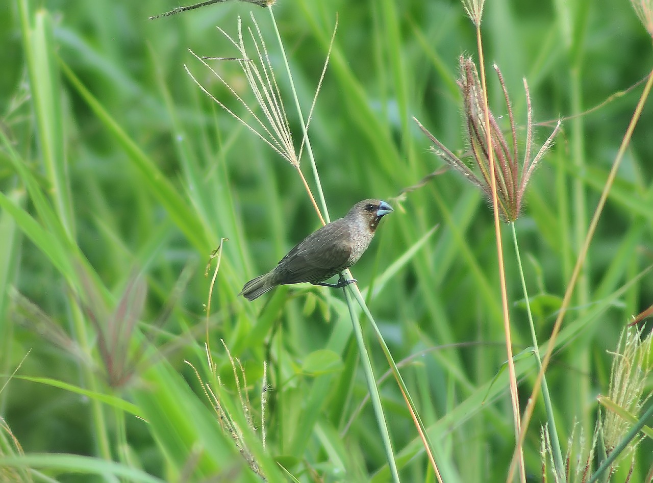 nature grass wildlife free photo