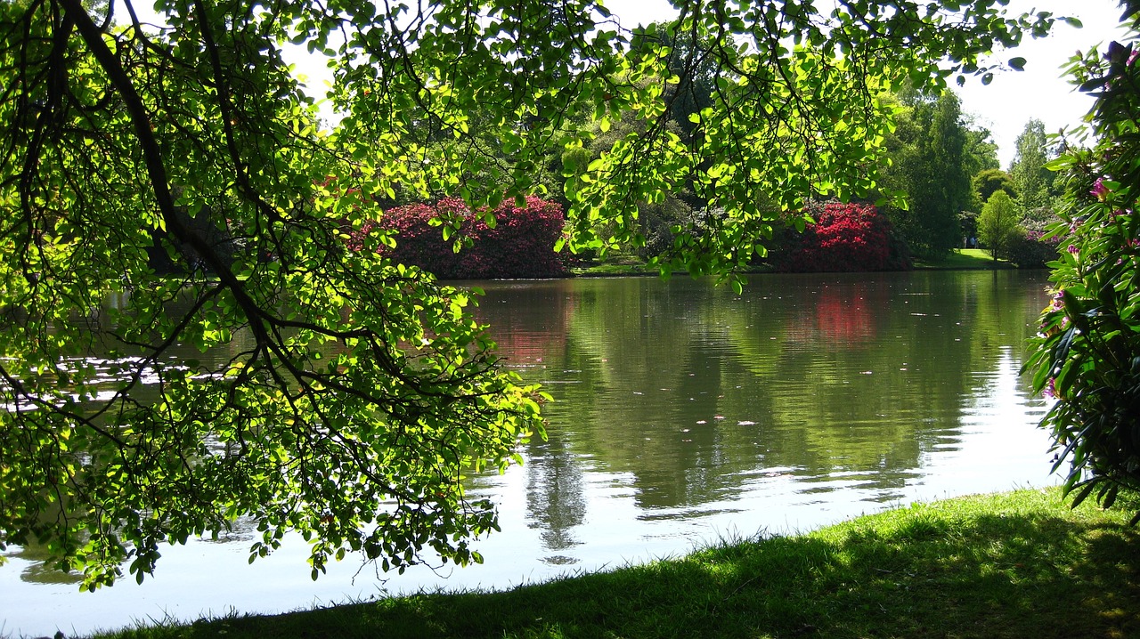 nature tree summer free photo