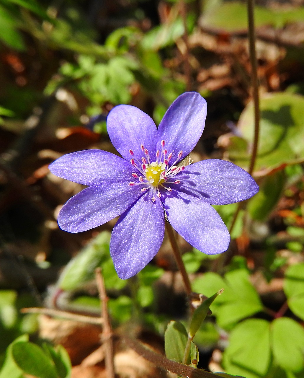 nature wildflower májvirág free photo