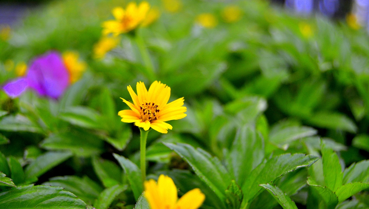 nature leaf flora free photo