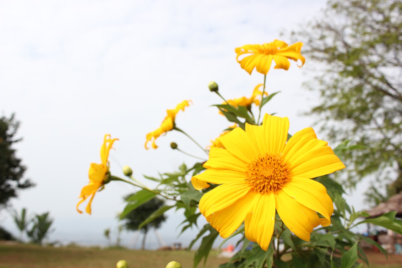 nature flora summer free photo