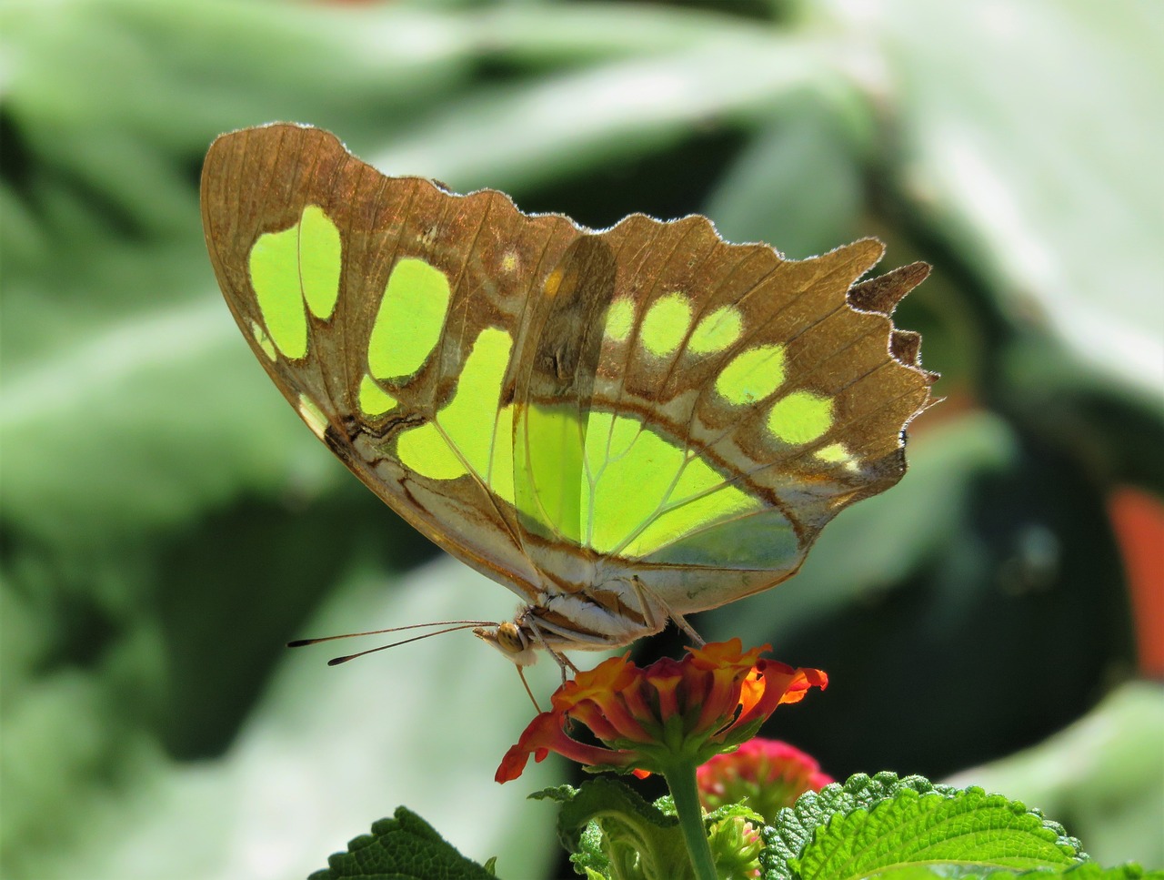 nature butterfly insect free photo