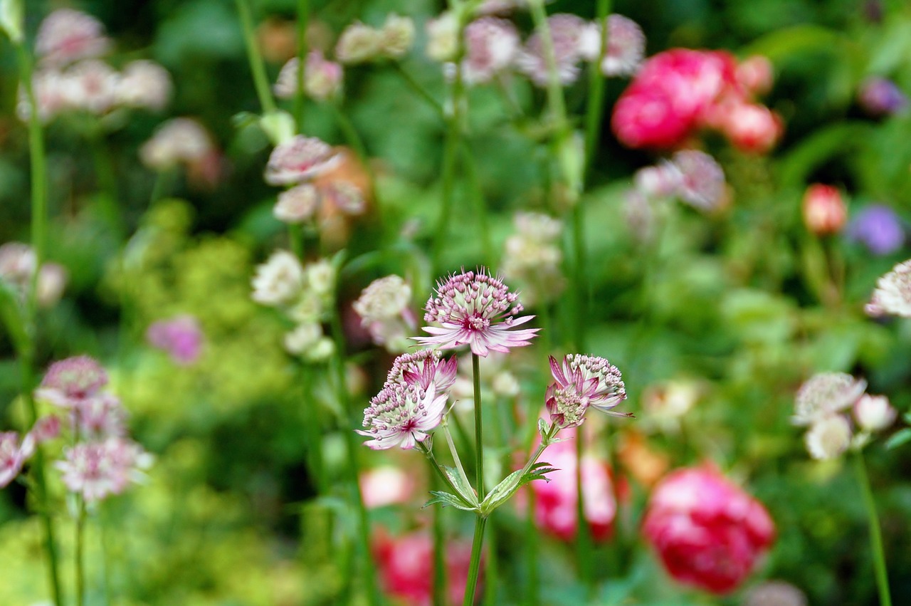 nature plant summer free photo