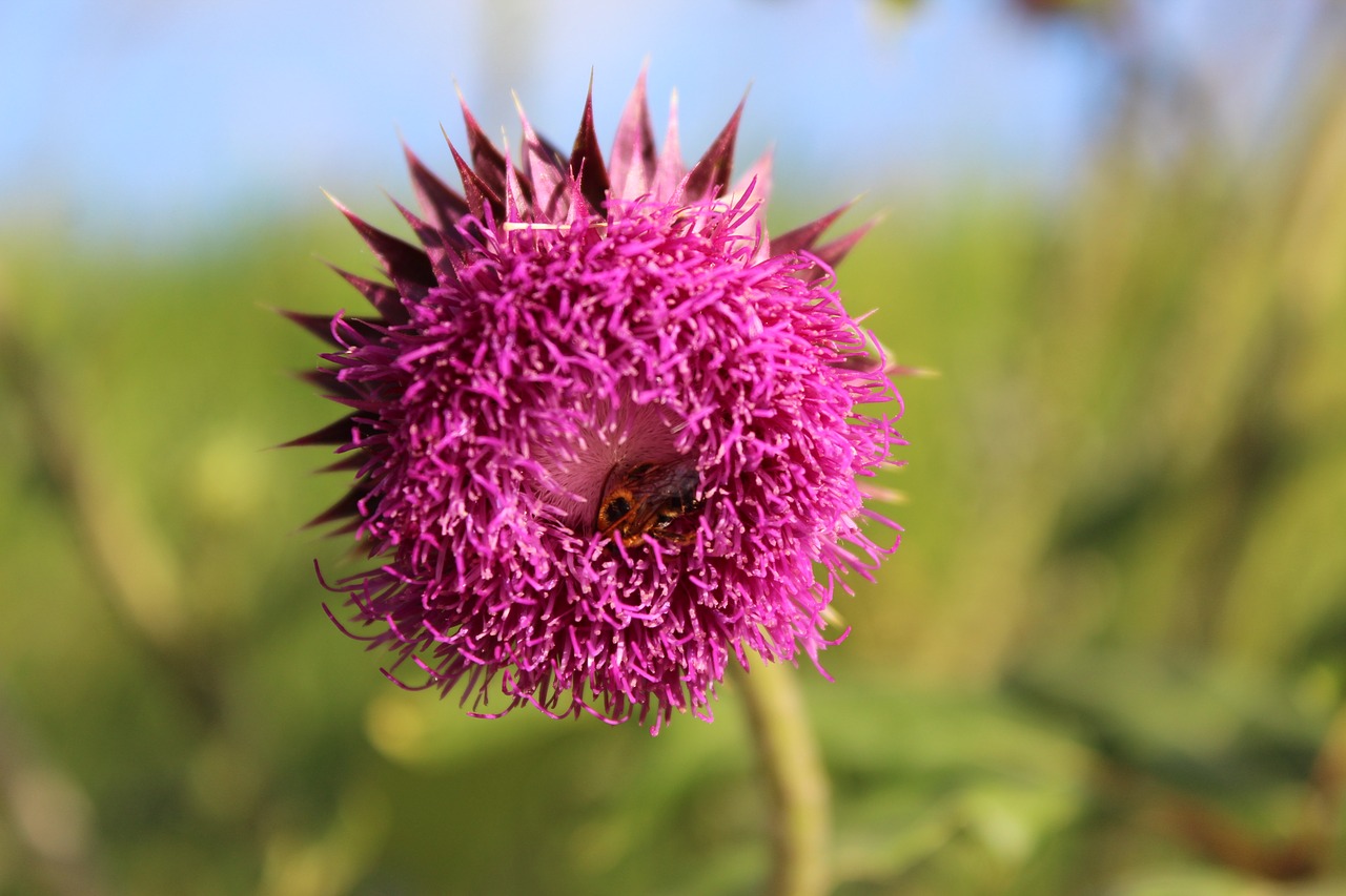 nature flora flower free photo