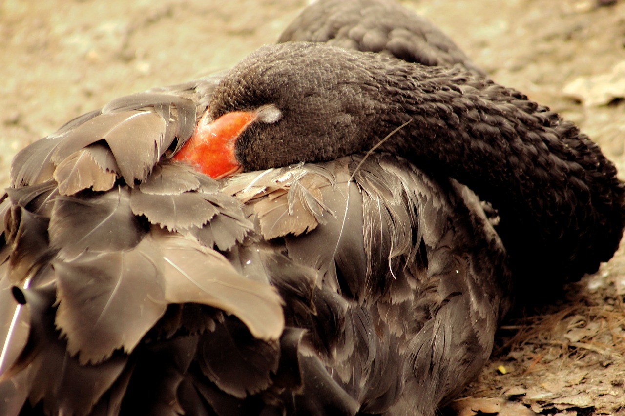 nature bird wild world free photo