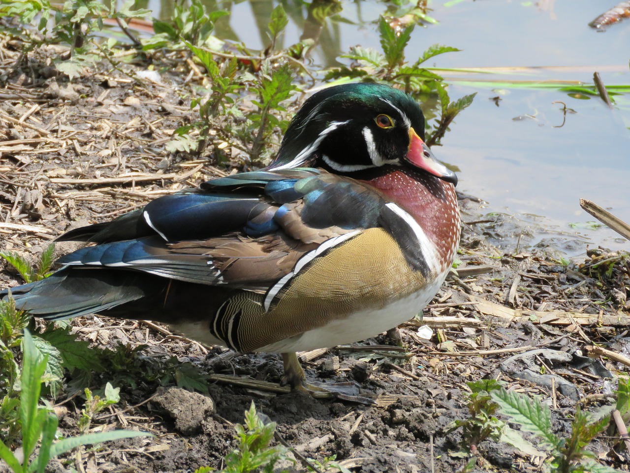 nature bird wildlife free photo