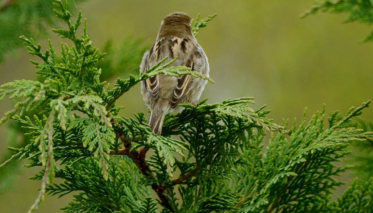 nature tree fauna free photo