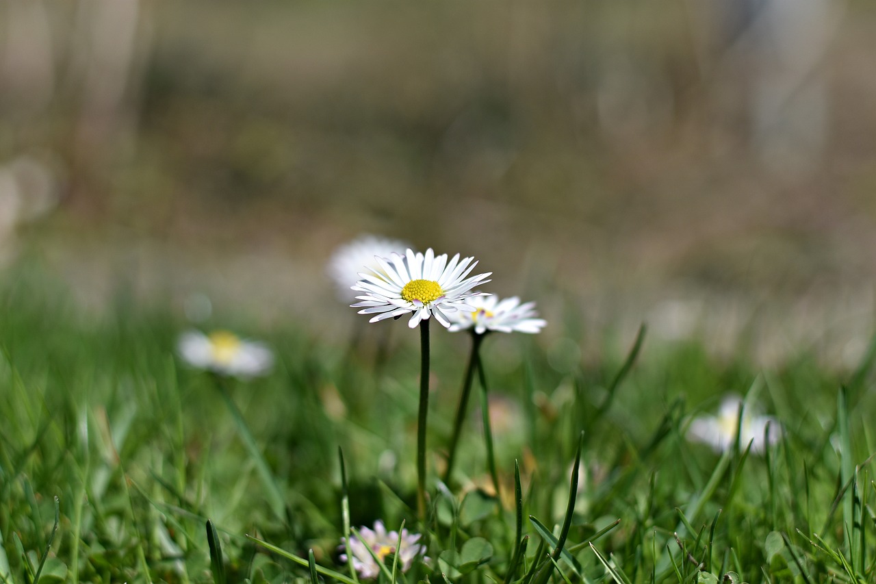 nature grass field free photo