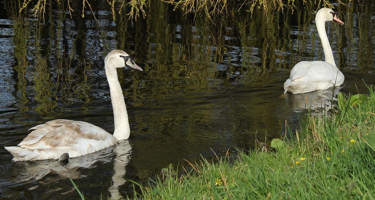 nature lake monolithic part of the waters free photo