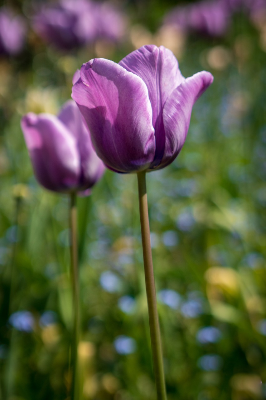 nature flower flora free photo