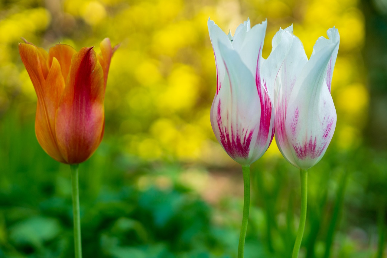 nature flower flora free photo