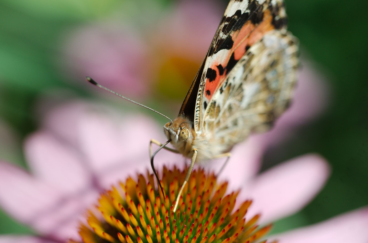 nature insect butterfly free photo