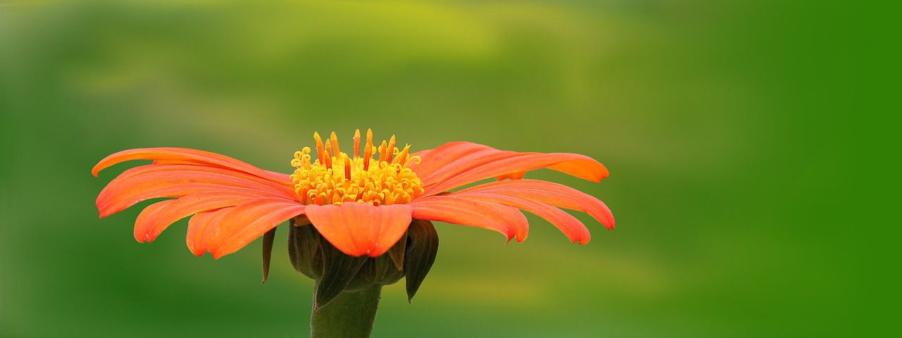 nature plant summer free photo