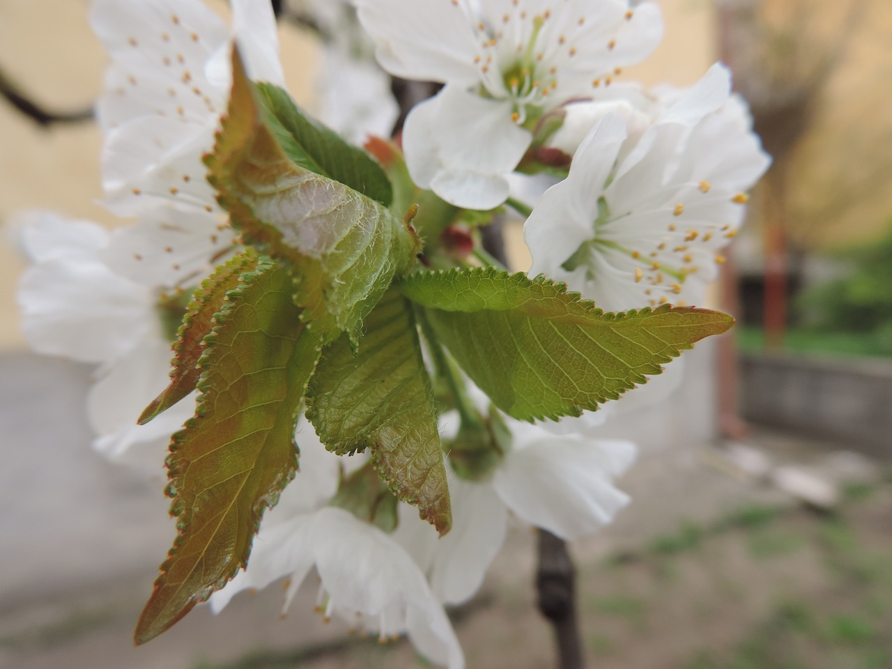 nature flower leaf free photo