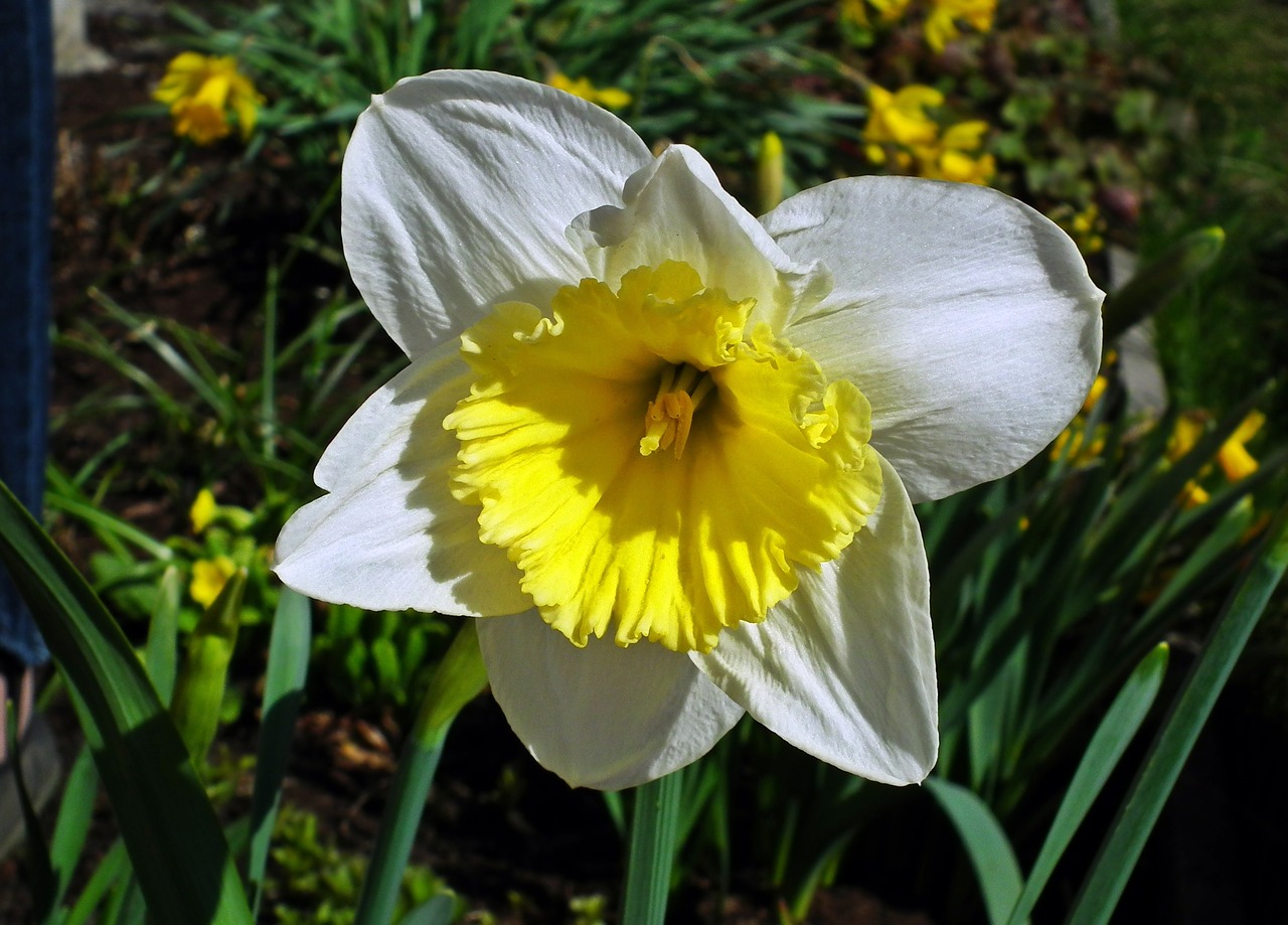 nature flower plant free photo