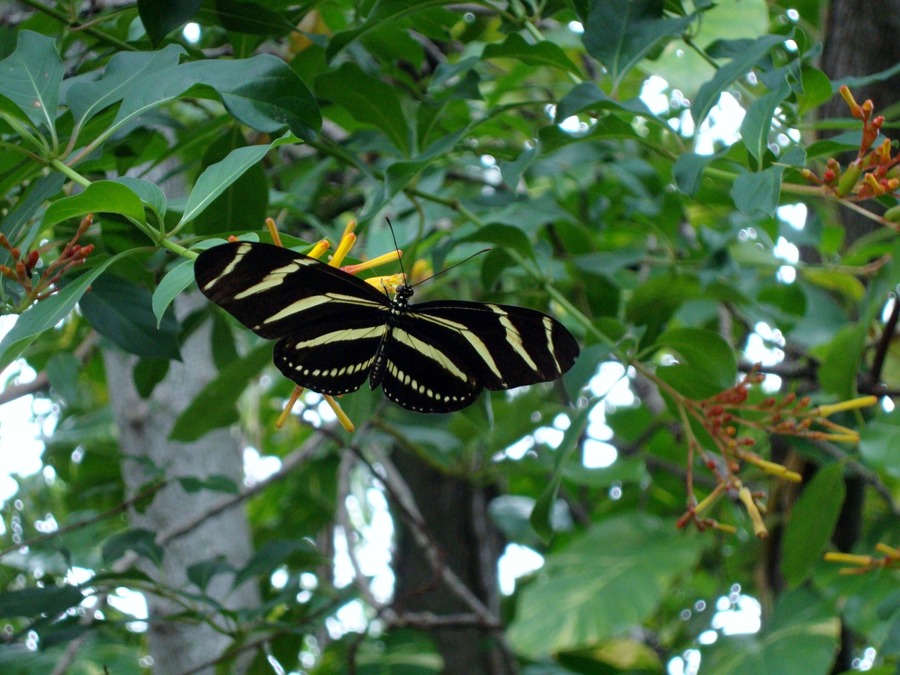 nature  insect  tree free photo