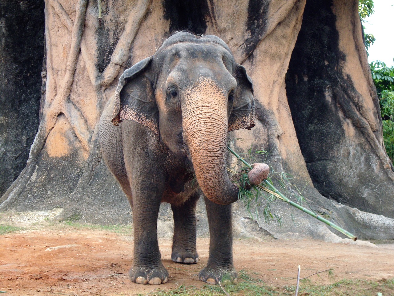 nature  elephant  trunk free photo