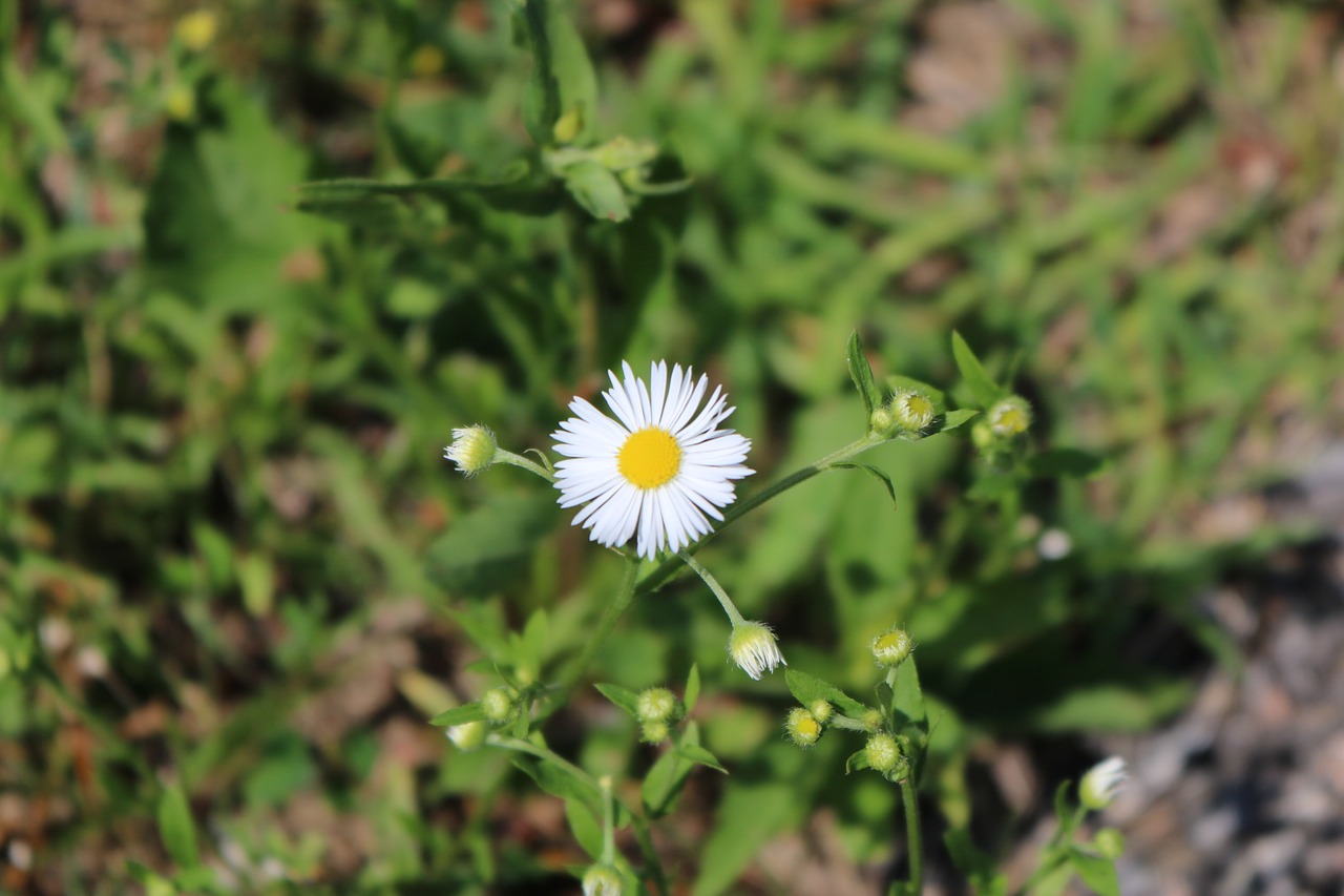 nature  flora  summer free photo