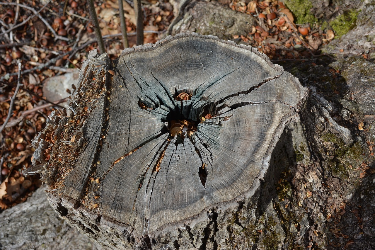 nature  outdoors  wood free photo