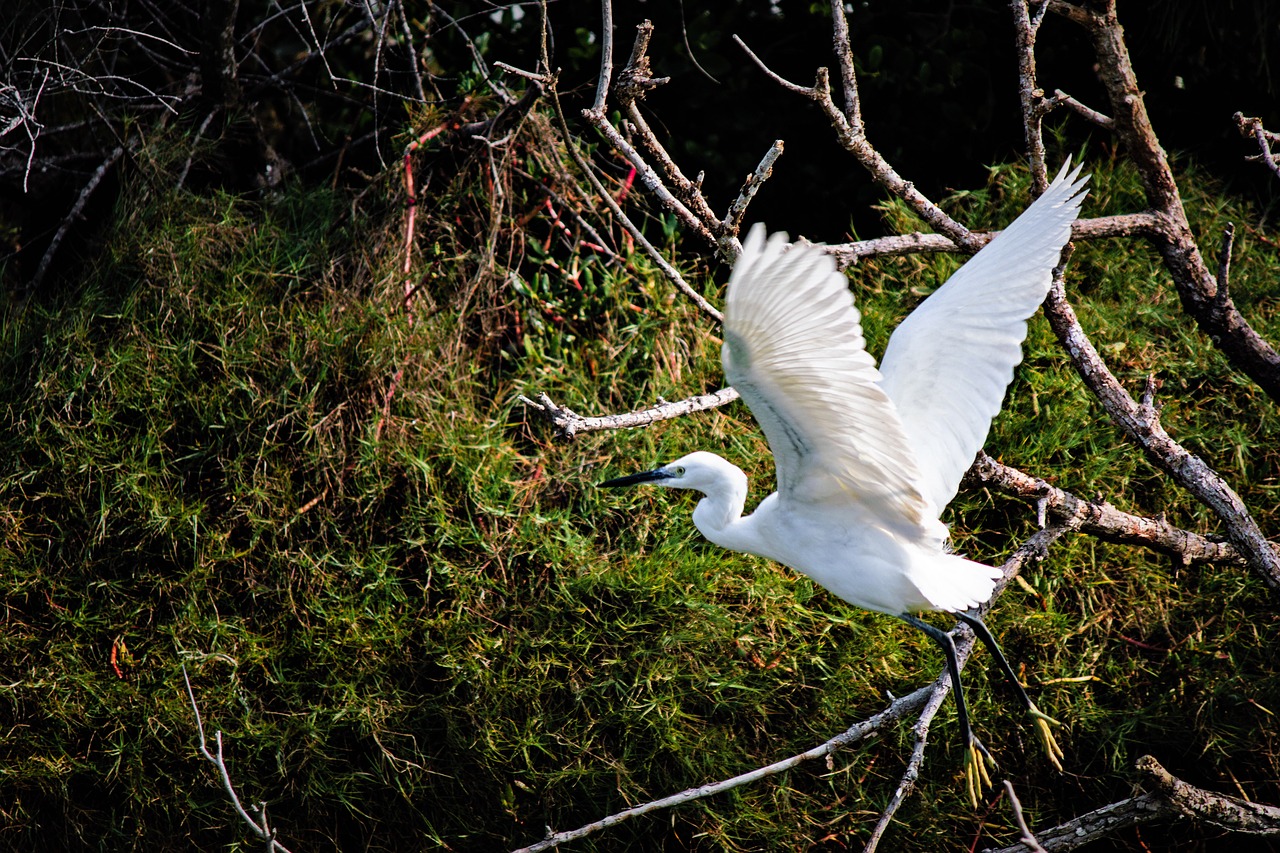 nature  bird  wildlife free photo