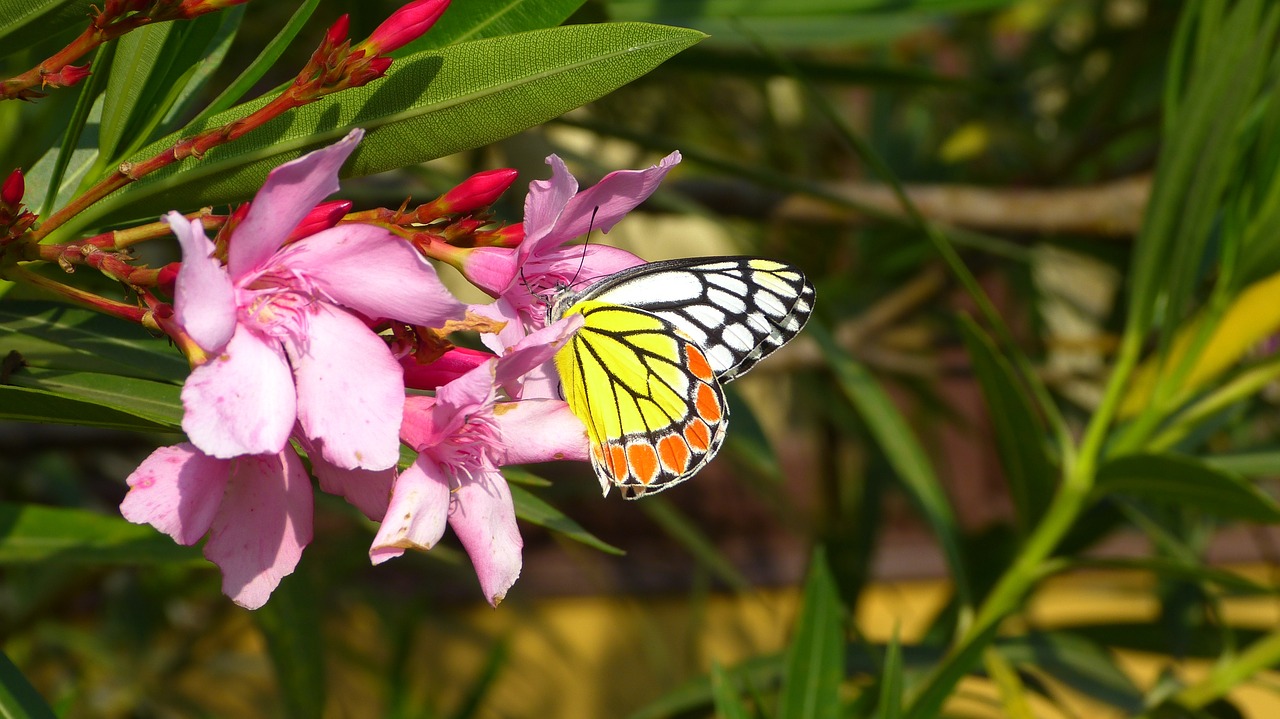 nature  flower  plant free photo