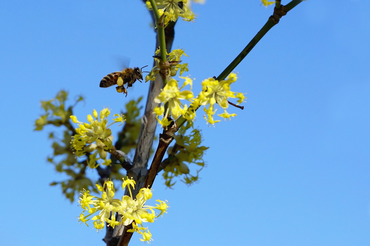nature  flying bee  growth free photo