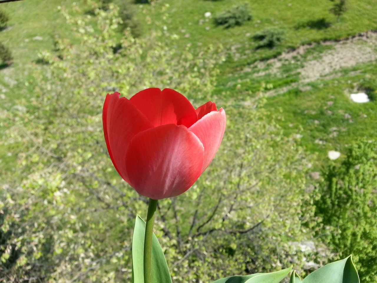 nature  flower  summer free photo