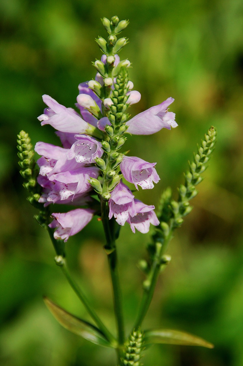 nature  arrow  plant free photo