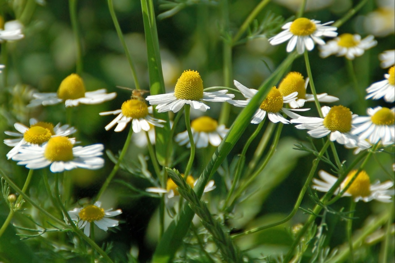 nature  plant  summer free photo