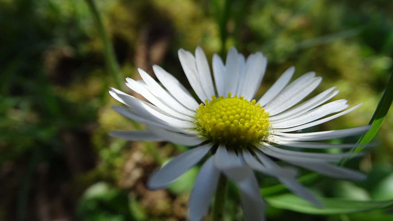 nature  flora  flower free photo